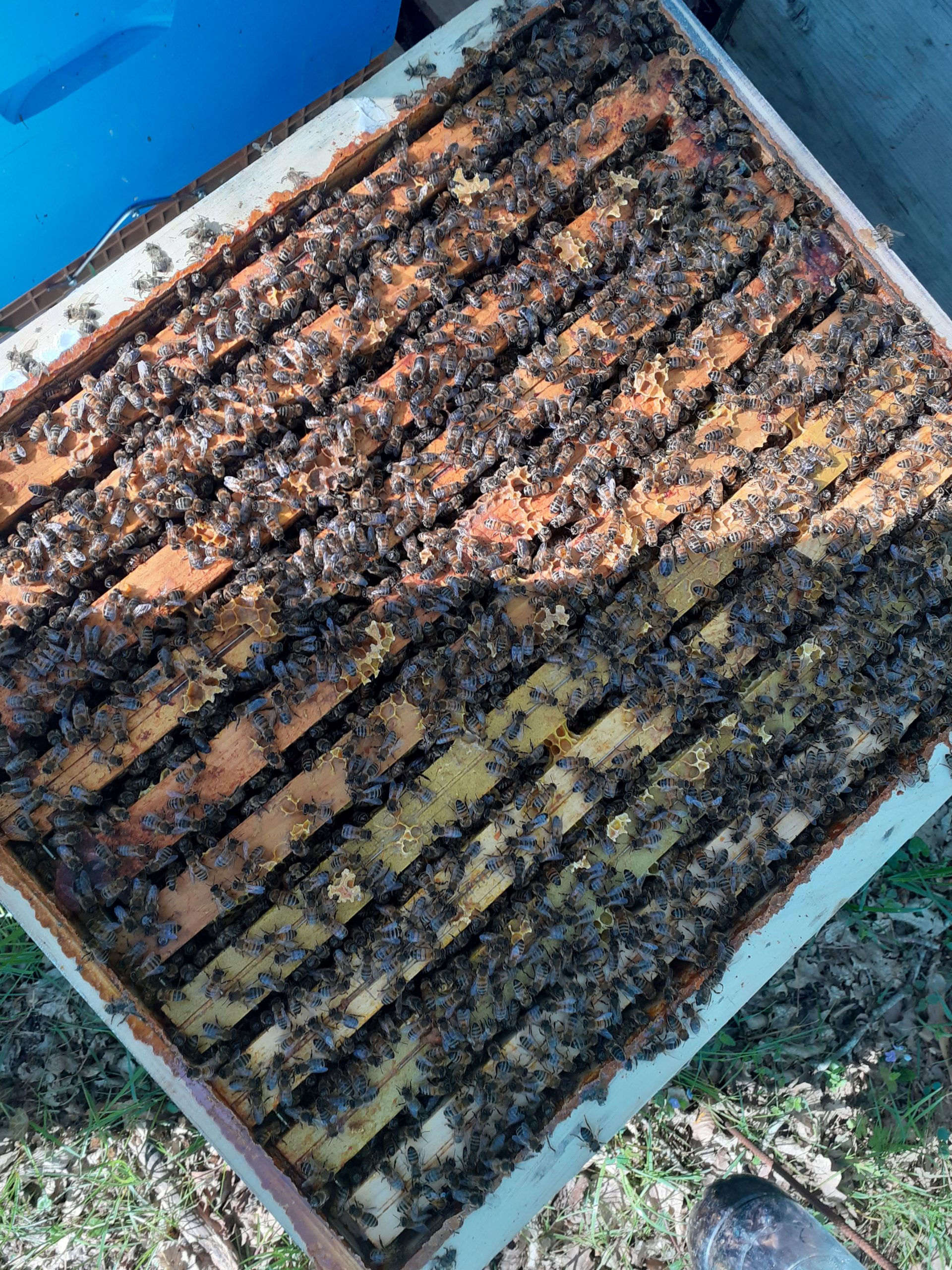 parrainage entreprises ruche