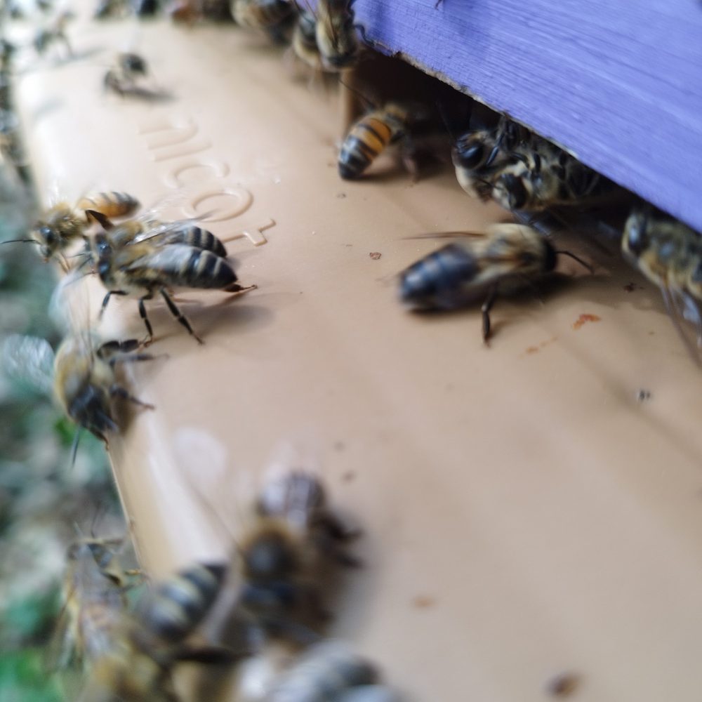 parrainage d'abeilles