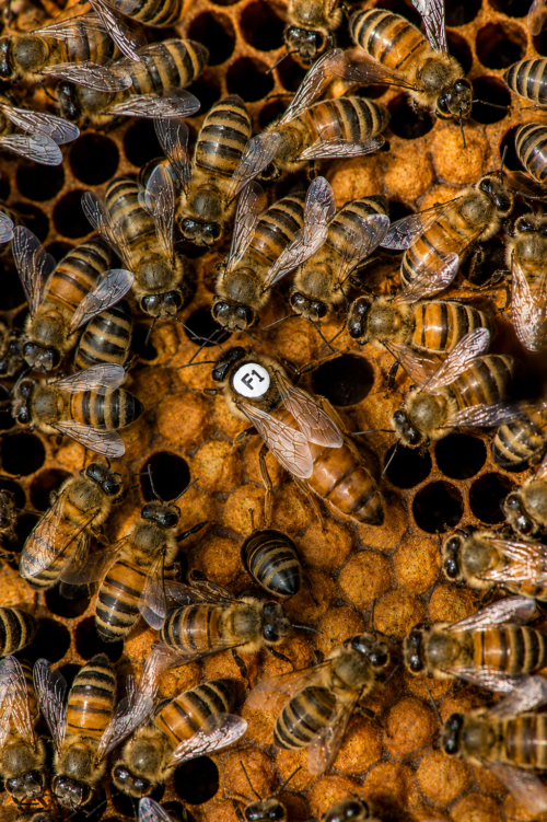 Reine Buckfast F1 marquée sur cadre de couvain entourée d’abeilles ouvrières – Ma Petite Abeille