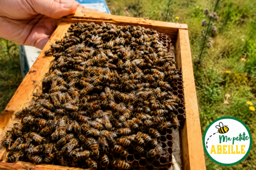 reine buckfast ma petite abeille